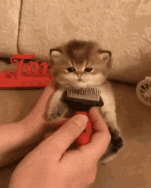 Cat Catt GIF - Cat Catt Brush GIFs