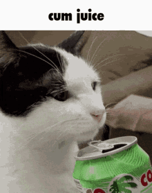 Cat Meme GIF - Cat Meme Trolling GIFs
