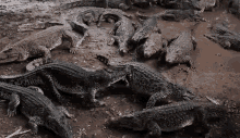 Crocodiles Alligators GIF