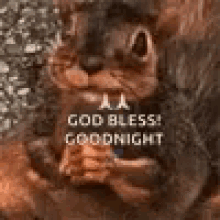 Squirrel Good Night GIF - Squirrel Good Night - Discover & Share GIFs