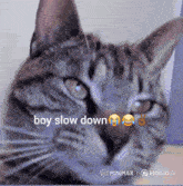 a close up of a cat with the words boy slow down written on it