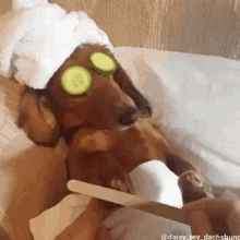 Spa Puppy GIF - Spa Puppy Funny - Discover & Share GIFs