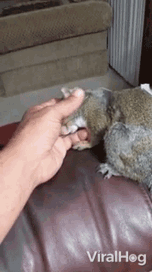 squirrel viralhog petting cute comfortable