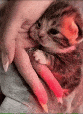 a small kitten is being held by a woman with long nails and a ring on her finger