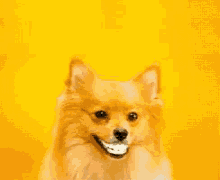 Dogs Puppies Smile GIF