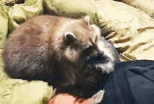 Raccoon Cat GIF - Raccoon Cat Hug GIFs