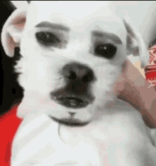 a white dog with fake eyebrows on its face