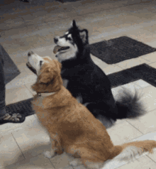Best Dogs Doggie Style GIF - Best Dogs Doggie Style Dogs GIFs