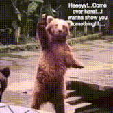 Bear Funny GIF - Bear Funny Come Over Here GIFs