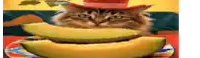 a cat wearing a cowboy hat is sitting on top of a slice of cantaloupe .