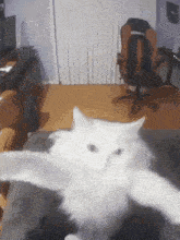 Devak Devakcat GIF - Devak Devakcat Cat GIFs