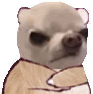 a close up of a chihuahua wearing a sweater and a scarf on a white background .