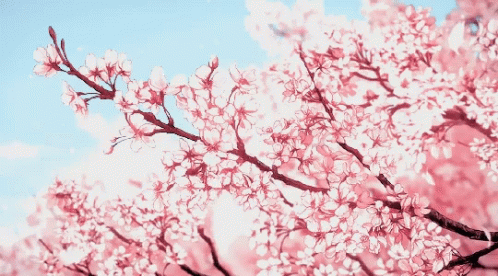 Cherry Blossoms Anime Gif
