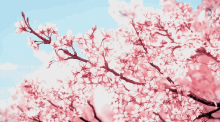 Cherry Blossom Anime GIF - Cherry Blossom Anime Petals GIFs