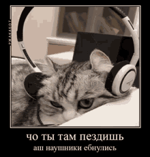a cat wearing headphones laying on a desk .