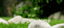 a rabbit is laying in the grass with the words ig @pupstime above it