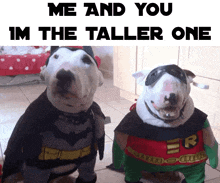 two bull terriers dressed up as batman and robin with the caption me and you im the taller one