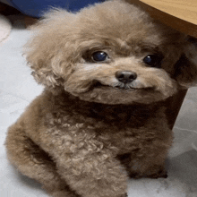 a small brown poodle is sitting on the floor and smiling at the camera .