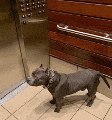a small dog standing in front of an elevator