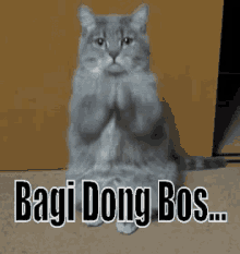 Bagi Dong Bos GIF - Cat Kucing Mohon GIFs
