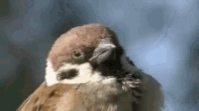 眠い　スズメ　雀 GIF - Jpsleepy Sparrow GIFs