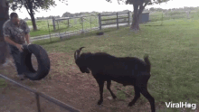 Tackle Goat GIF - Tackle Goat Tire GIFs