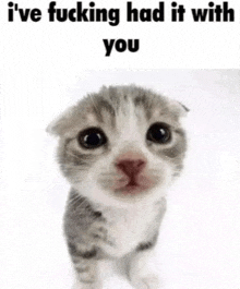 a kitten is standing on a white surface with the words `` i 've fucking had it with you '' written above it .