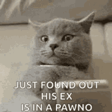 Scared Texting Cat GIF - Scared Texting Cat Just Found Out GIFs