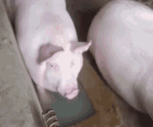 Pig Water Funny GIF - Pig Water Funny GIFs
