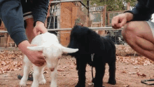 Puppy Weed Em And Reap GIF