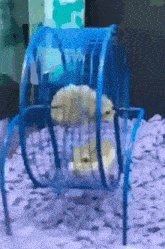 a hamster is sitting in a blue hamster wheel .