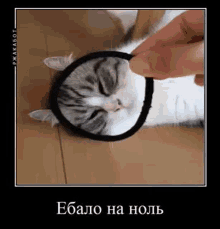 a cat is laying on a wooden floor with a person holding a black rubber band around its head .
