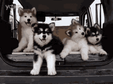 Dog Puppies GIF - Dog Puppies Husky GIFs