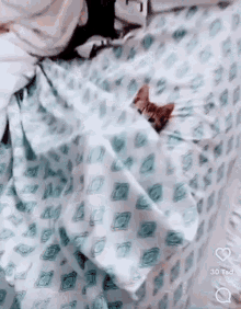 cat bedshiets