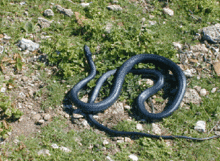 Black Snake GIF - Black Snake Cobra GIFs