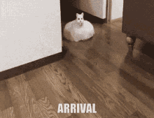 Arrival Cat GIF - Arrival Cat Roomba GIFs