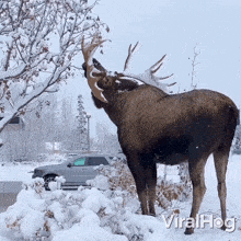 The Moose Is Having A Meal Viralhog GIF - The Moose Is Having A Meal Moose Viralhog GIFs