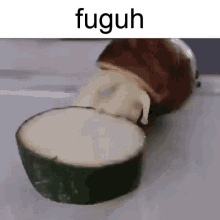 Fuguh Snail GIF - Fuguh Snail Eating GIFs