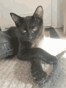 Funny Animals Cats GIF - Funny Animals Cats Dont Care GIFs