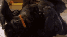 Play Fighting Koko GIF - Play Fighting Koko Watch Koko The Gorilla Use Sign Language In This1981film GIFs