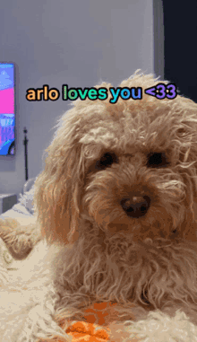 Arlo Loves You Arlo GIF - Arlo Loves You Arlo Ily GIFs