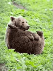 Bear Farts GIF - Bear Farts GIFs