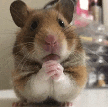 Begging Hamster Hamster Beg GIF - Begging Hamster Hamster Beg GIFs