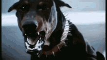 Miscellaneous Doberman GIF - Miscellaneous Doberman Angry Dog GIFs