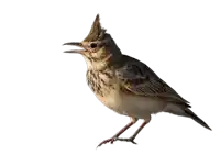 a small brown bird with a very long beak is standing on a white background