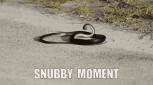 snubby snake dying funny vore