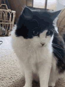Mavis Oreo GIF - Mavis Oreo Cat GIFs