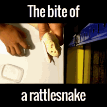 Snake Bite GIF - Snake Bite Ouch GIFs