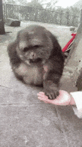 a person is holding a monkey 's paw on their hand