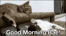 Goodmorning Bae GIF - Good Morning Bae Cute Cat GIFs